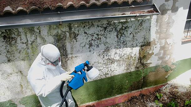 Top rated local Attic Mold Remediation specialists in Milton, FL